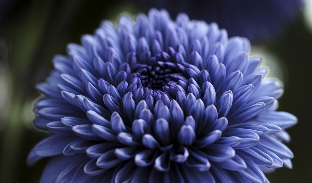 fleur-indigo-petales-textures-flou