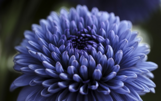 fleur-indigo-petales-textures-flou