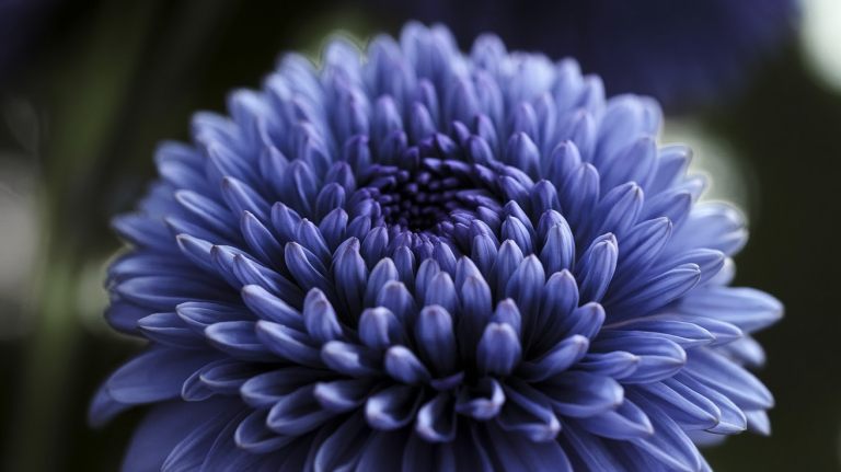 Fleur Indigo : Qu&rsquo;est-ce que c&rsquo;est ?